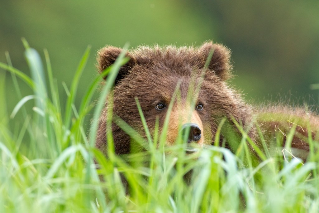 Pack Creek Bear during a bear viewing trip with Wild Coast Excursions in Juneau, Alaska. Photo by John Hyde